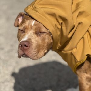 CooRox Softshell-Jacke im College-Style
